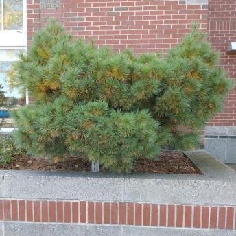 Pinus Strobus Dwarf